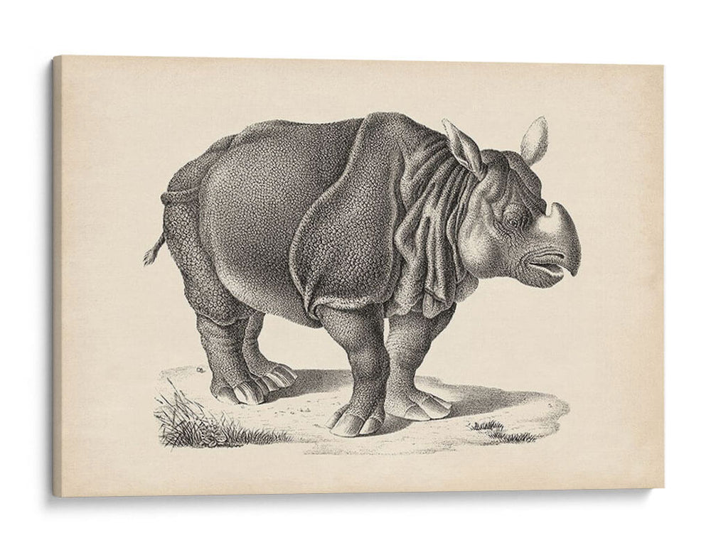 Brodtmann Rhinoceros - Brodtmann | Cuadro decorativo de Canvas Lab