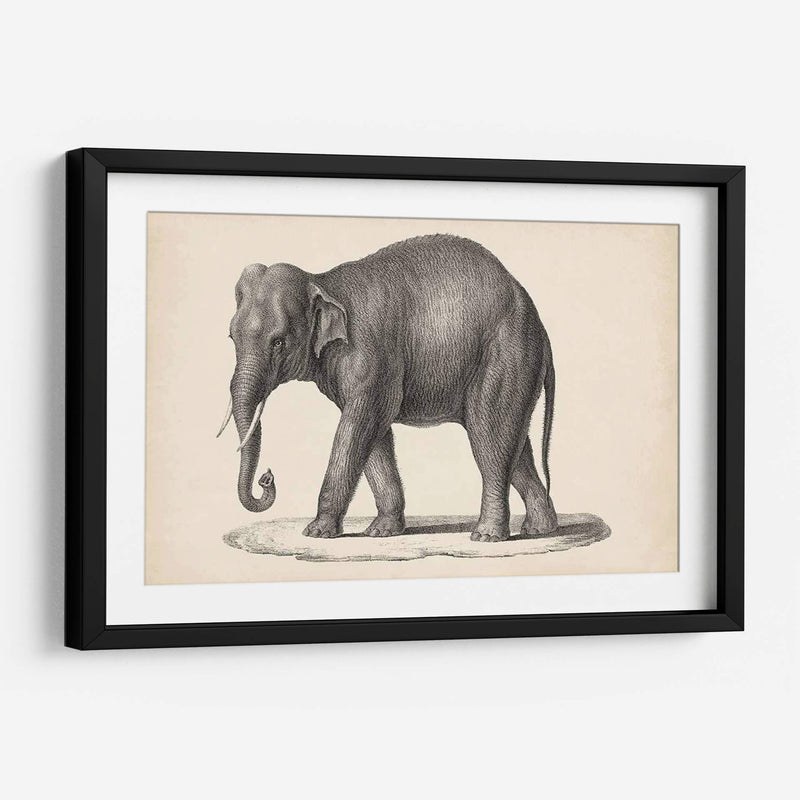 Elefante De Brodtmann - Brodtmann | Cuadro decorativo de Canvas Lab