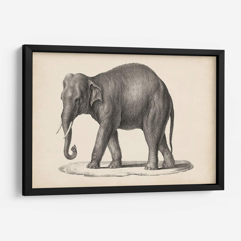 Elefante De Brodtmann - Brodtmann | Cuadro decorativo de Canvas Lab