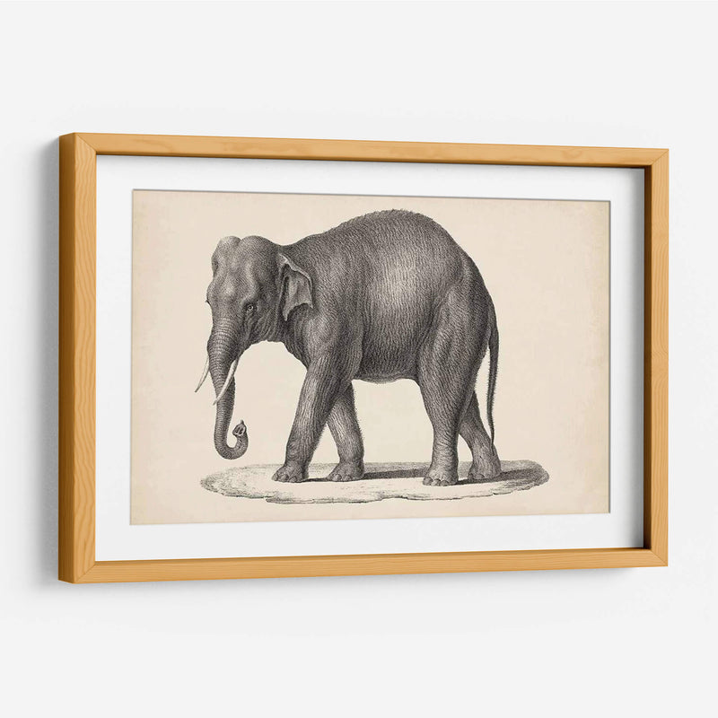 Elefante De Brodtmann - Brodtmann | Cuadro decorativo de Canvas Lab