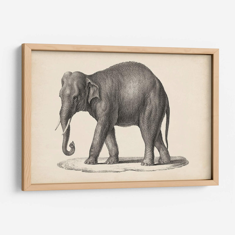 Elefante De Brodtmann - Brodtmann | Cuadro decorativo de Canvas Lab