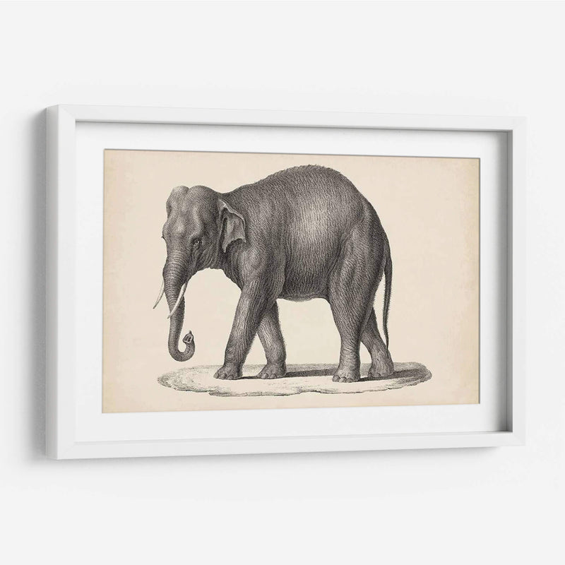 Elefante De Brodtmann - Brodtmann | Cuadro decorativo de Canvas Lab