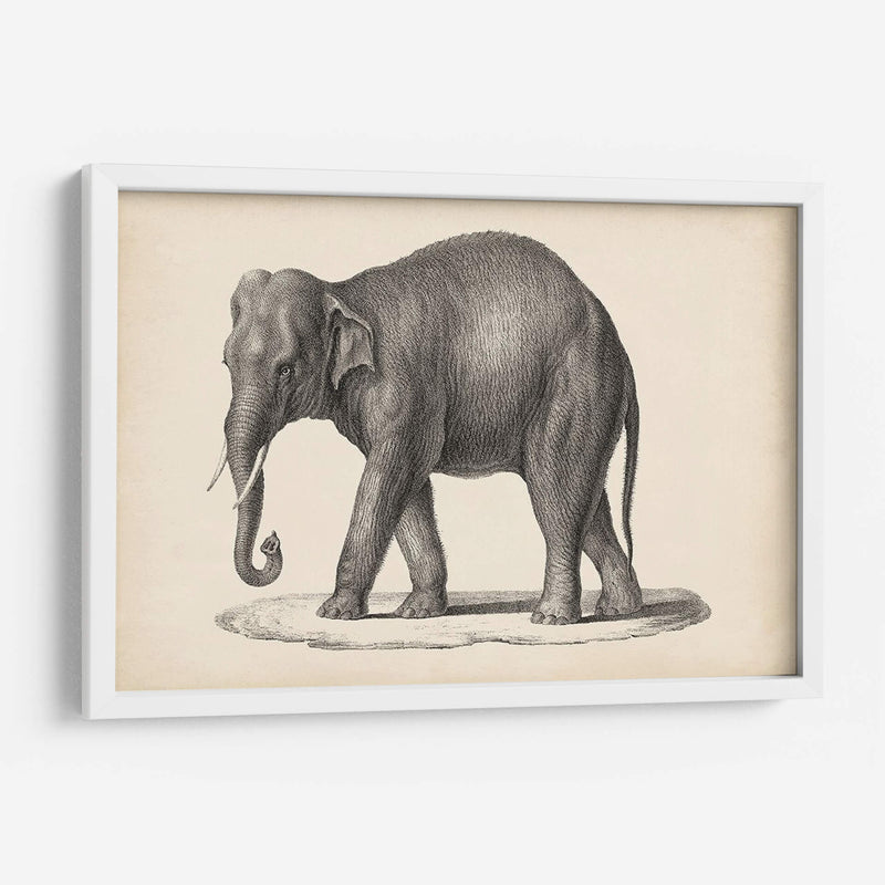 Elefante De Brodtmann - Brodtmann | Cuadro decorativo de Canvas Lab