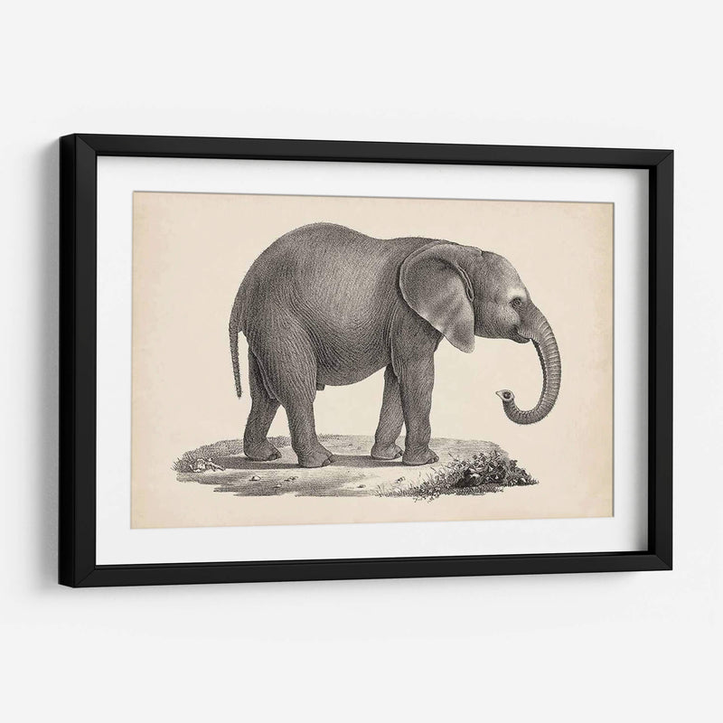 Brodtmann Joven Elefante - Brodtmann | Cuadro decorativo de Canvas Lab