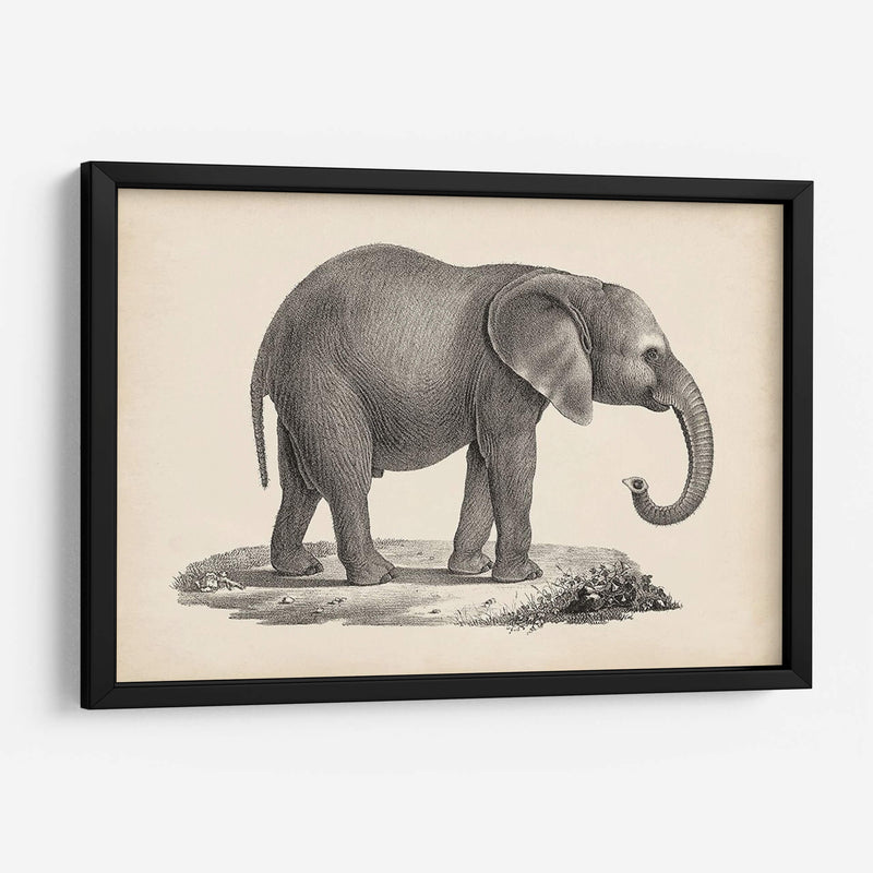 Brodtmann Joven Elefante - Brodtmann | Cuadro decorativo de Canvas Lab