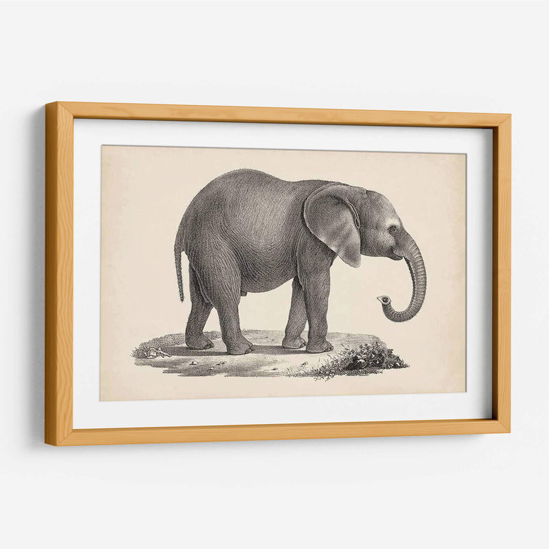 Brodtmann Joven Elefante - Brodtmann | Cuadro decorativo de Canvas Lab