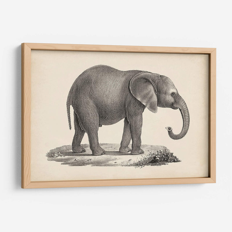 Brodtmann Joven Elefante - Brodtmann | Cuadro decorativo de Canvas Lab