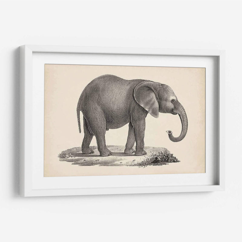 Brodtmann Joven Elefante - Brodtmann | Cuadro decorativo de Canvas Lab