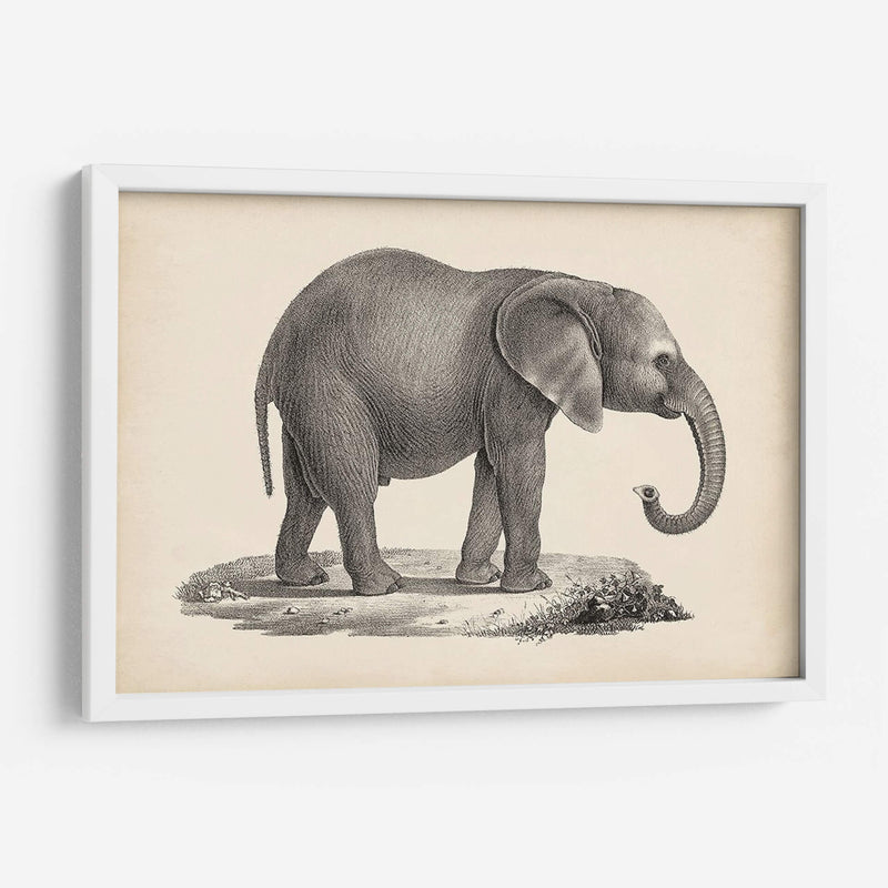 Brodtmann Joven Elefante - Brodtmann | Cuadro decorativo de Canvas Lab