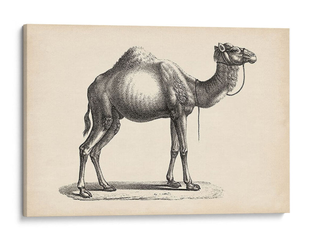 Brodtmann Dromedary - Brodtmann | Cuadro decorativo de Canvas Lab
