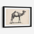 Brodtmann Dromedary - Brodtmann | Cuadro decorativo de Canvas Lab