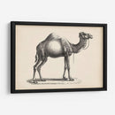Brodtmann Dromedary - Brodtmann | Cuadro decorativo de Canvas Lab