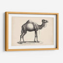 Brodtmann Dromedary - Brodtmann | Cuadro decorativo de Canvas Lab