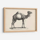 Brodtmann Dromedary - Brodtmann | Cuadro decorativo de Canvas Lab