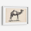 Brodtmann Dromedary - Brodtmann | Cuadro decorativo de Canvas Lab