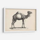 Brodtmann Dromedary - Brodtmann | Cuadro decorativo de Canvas Lab