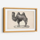 Brodtmann Camello - Brodtmann | Cuadro decorativo de Canvas Lab