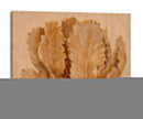 Sepia Tulip En Birch Ii - Tim OToole | Cuadro decorativo de Canvas Lab