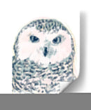 Funky Owl Retrato Iv - June Erica Vess | Cuadro decorativo de Canvas Lab