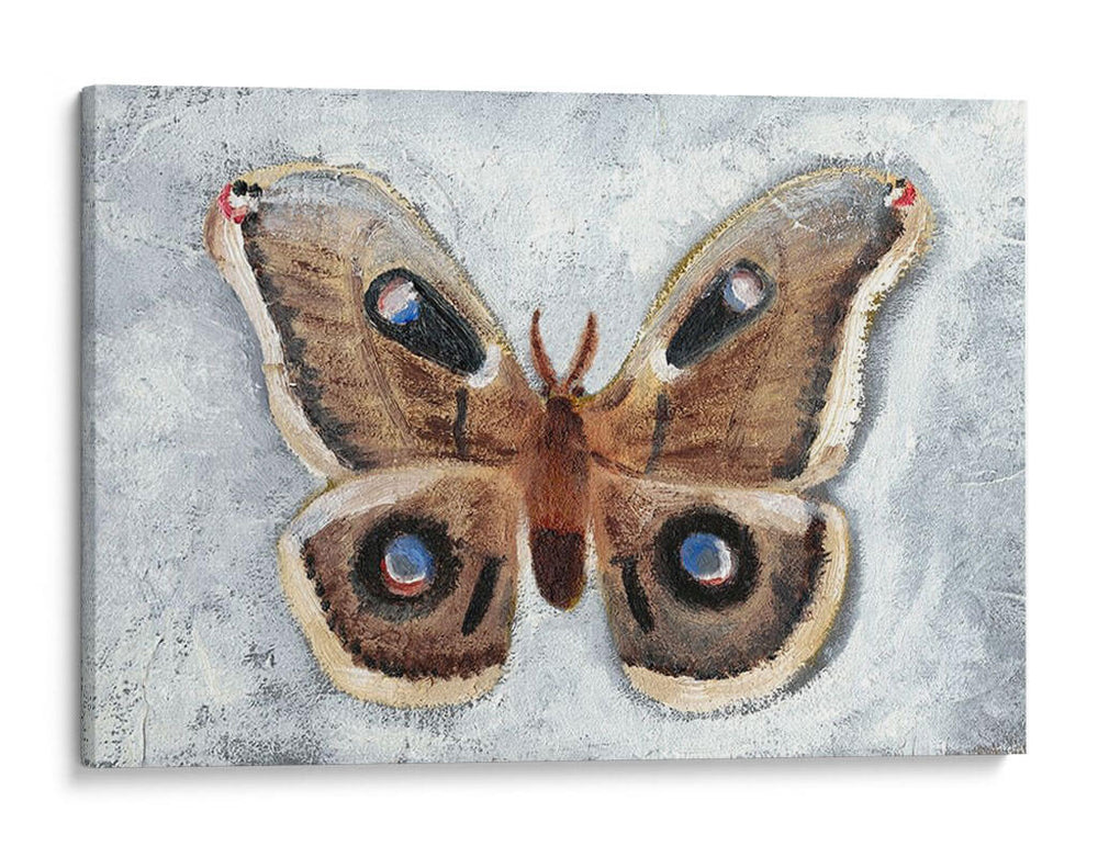 Papillon De Nuit Ii - Alicia Ludwig | Cuadro decorativo de Canvas Lab