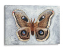 Papillon De Nuit Ii - Alicia Ludwig | Cuadro decorativo de Canvas Lab