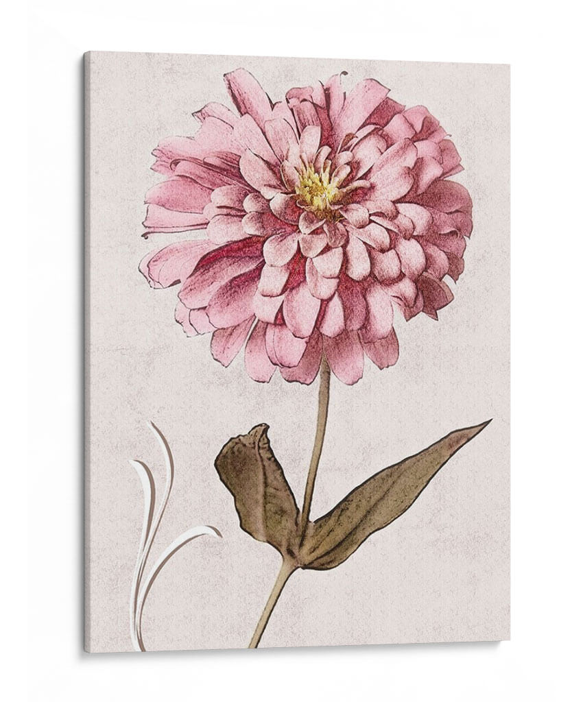 Zinnia Rosa I - Christine Zalewski | Cuadro decorativo de Canvas Lab