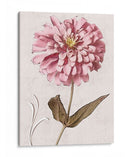 Zinnia Rosa I - Christine Zalewski | Cuadro decorativo de Canvas Lab