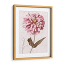 Zinnia Rosa I - Christine Zalewski | Cuadro decorativo de Canvas Lab