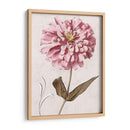 Zinnia Rosa I - Christine Zalewski | Cuadro decorativo de Canvas Lab