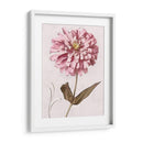 Zinnia Rosa I - Christine Zalewski | Cuadro decorativo de Canvas Lab
