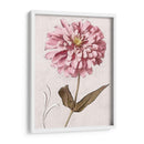 Zinnia Rosa I - Christine Zalewski | Cuadro decorativo de Canvas Lab