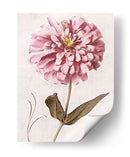 Zinnia Rosa I - Christine Zalewski | Cuadro decorativo de Canvas Lab