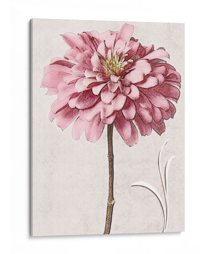 Zinnia Rosa Ii - Christine Zalewski | Cuadro decorativo de Canvas Lab