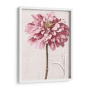 Zinnia Rosa Ii - Christine Zalewski | Cuadro decorativo de Canvas Lab