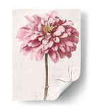 Zinnia Rosa Ii - Christine Zalewski | Cuadro decorativo de Canvas Lab