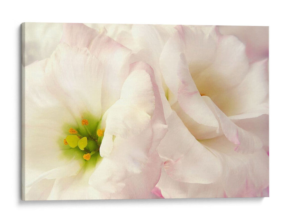 Flores Rosadas I - Christine Zalewski | Cuadro decorativo de Canvas Lab