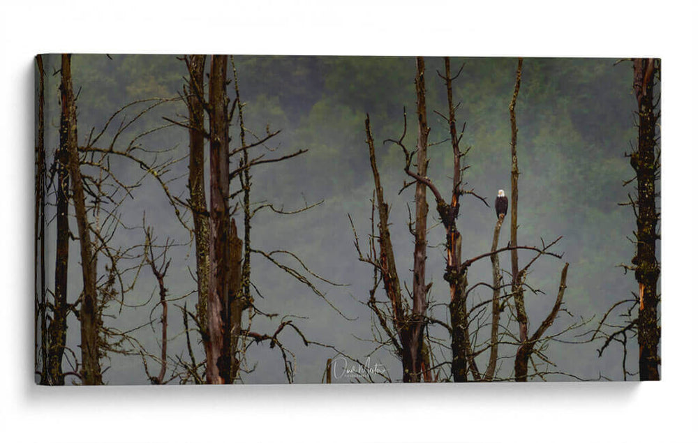 Águila Cabeza Blanca - Omar Montero | Cuadro decorativo de Canvas Lab