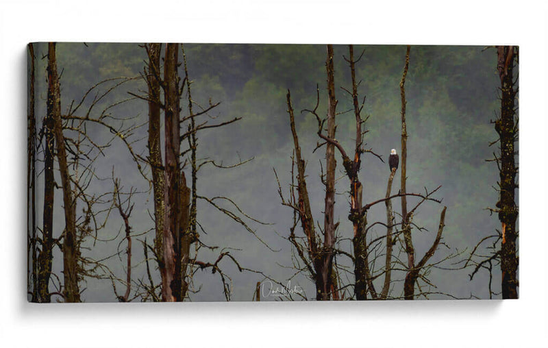 Águila Cabeza Blanca - Omar Montero | Cuadro decorativo de Canvas Lab