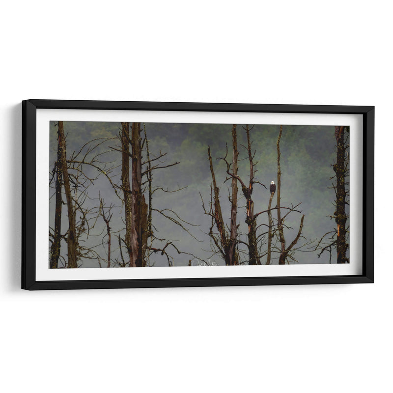 Águila Cabeza Blanca - Omar Montero | Cuadro decorativo de Canvas Lab