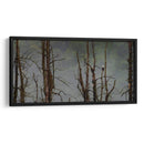 Águila Cabeza Blanca - Omar Montero | Cuadro decorativo de Canvas Lab