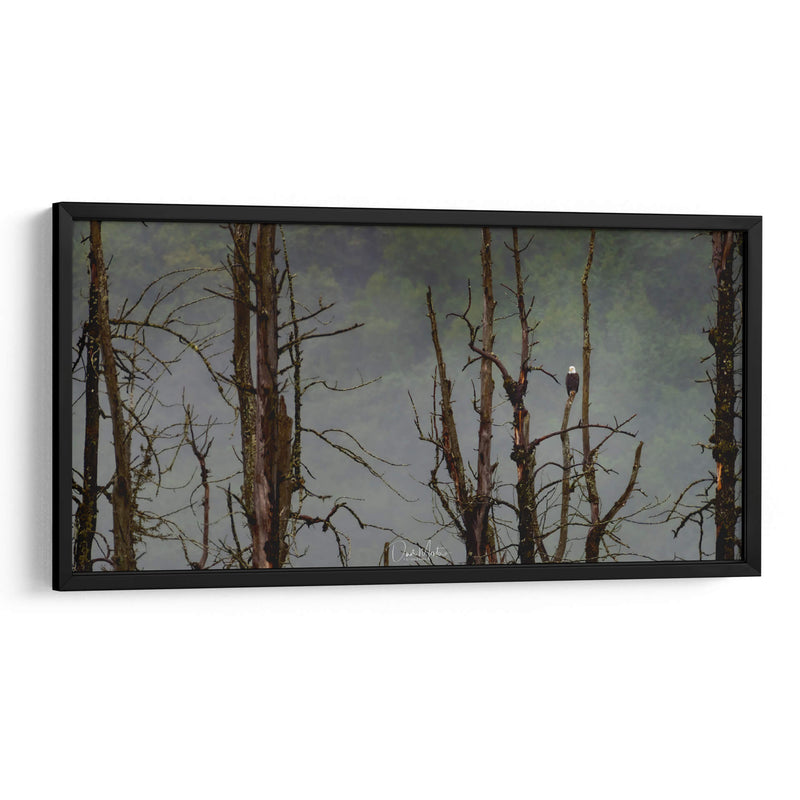 Águila Cabeza Blanca - Omar Montero | Cuadro decorativo de Canvas Lab