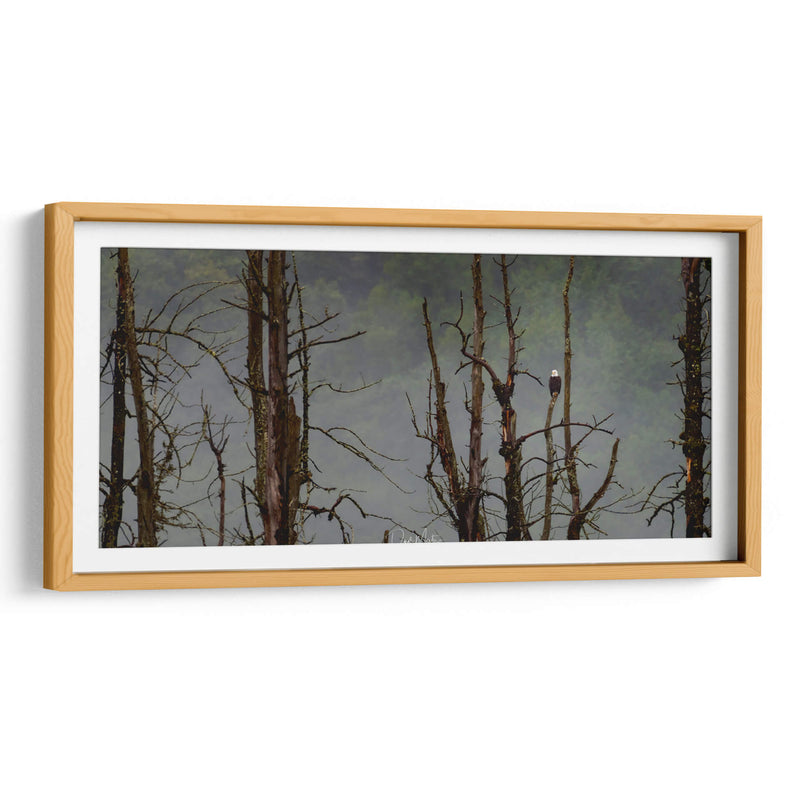 Águila Cabeza Blanca - Omar Montero | Cuadro decorativo de Canvas Lab