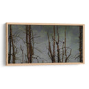 Águila Cabeza Blanca - Omar Montero | Cuadro decorativo de Canvas Lab