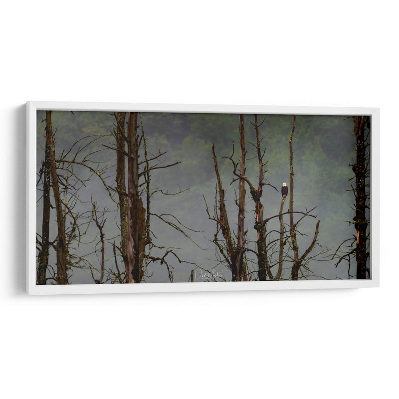 Águila Cabeza Blanca - Omar Montero | Cuadro decorativo de Canvas Lab