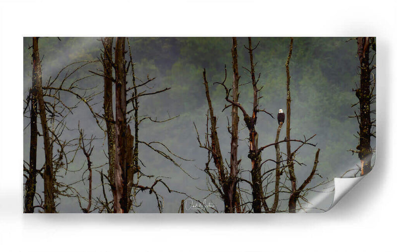 Águila Cabeza Blanca - Omar Montero | Cuadro decorativo de Canvas Lab