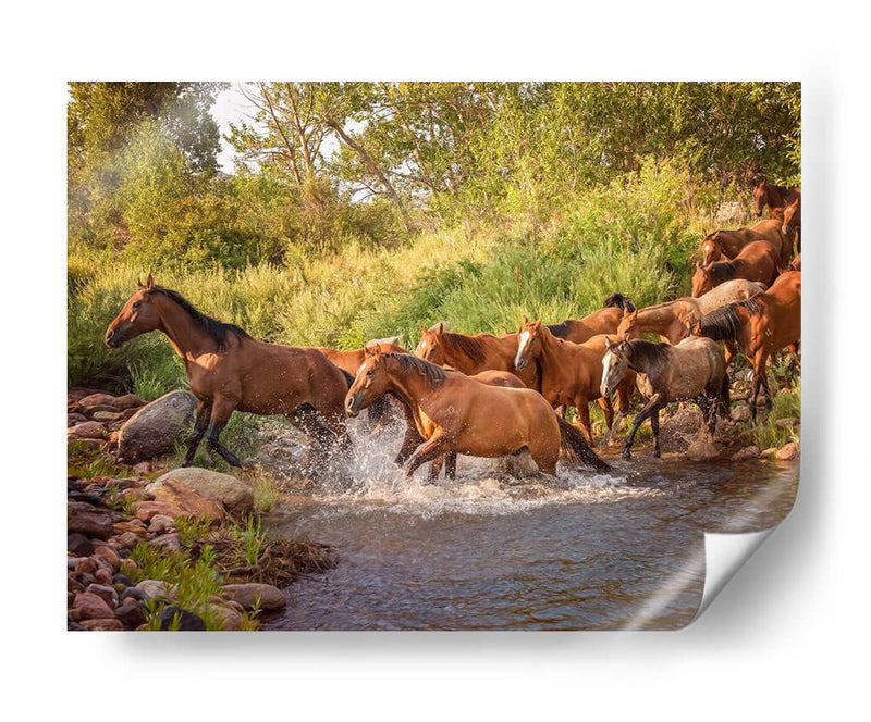 Caballos Del Río Ii - PH Burchett | Cuadro decorativo de Canvas Lab