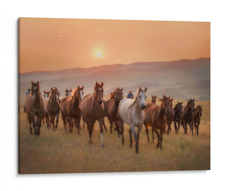 Caballos Sunkissed Ii - PH Burchett | Cuadro decorativo de Canvas Lab