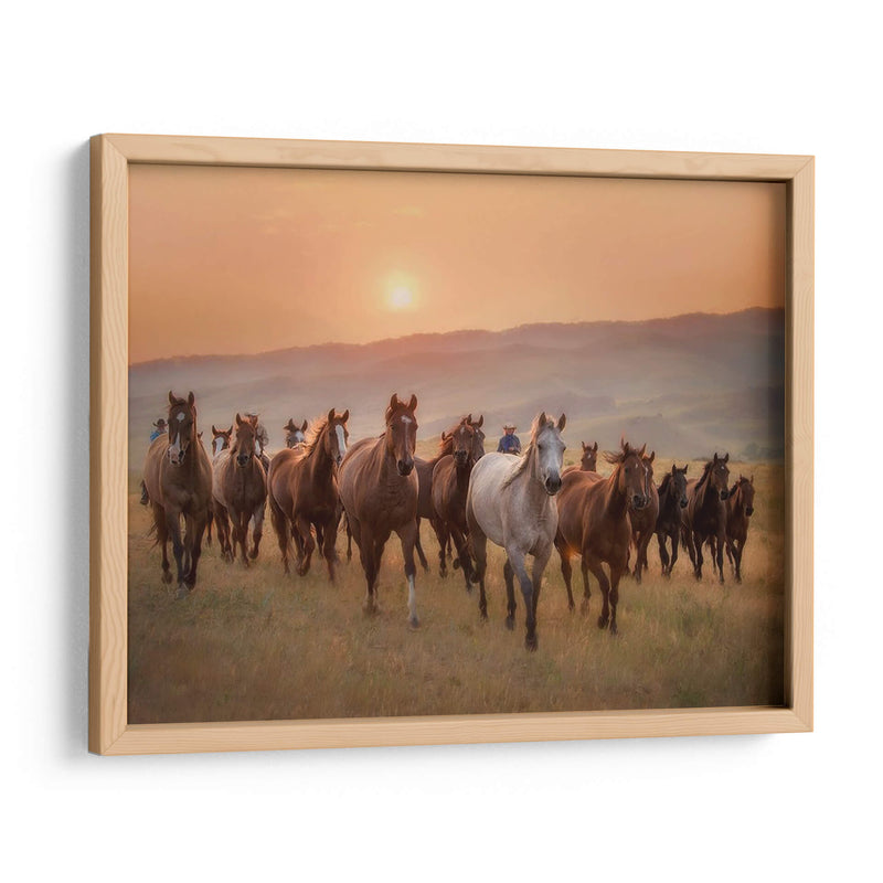 Caballos Sunkissed Ii - PH Burchett | Cuadro decorativo de Canvas Lab