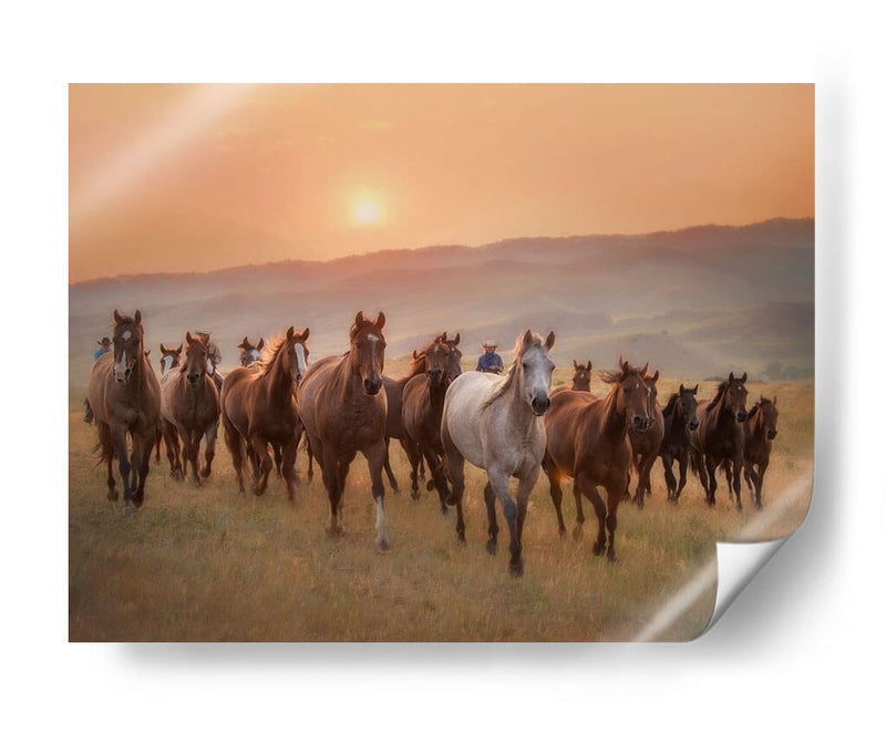 Caballos Sunkissed Ii - PH Burchett | Cuadro decorativo de Canvas Lab