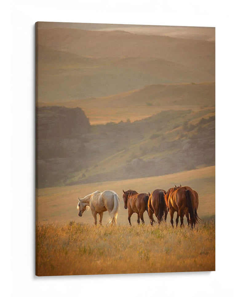 Caballos Sunkissed Vi - PH Burchett | Cuadro decorativo de Canvas Lab